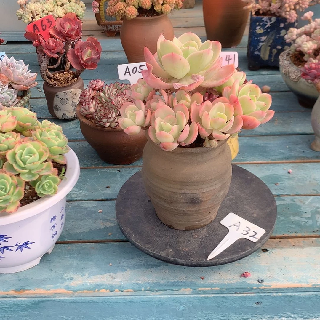 惠骑兵碧桃多肉植物脱土