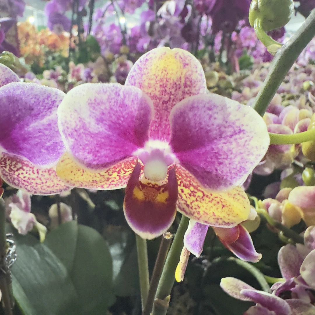 【金蝶】蝴蝶兰  室内种植观赏 送礼 带花带花苞发货