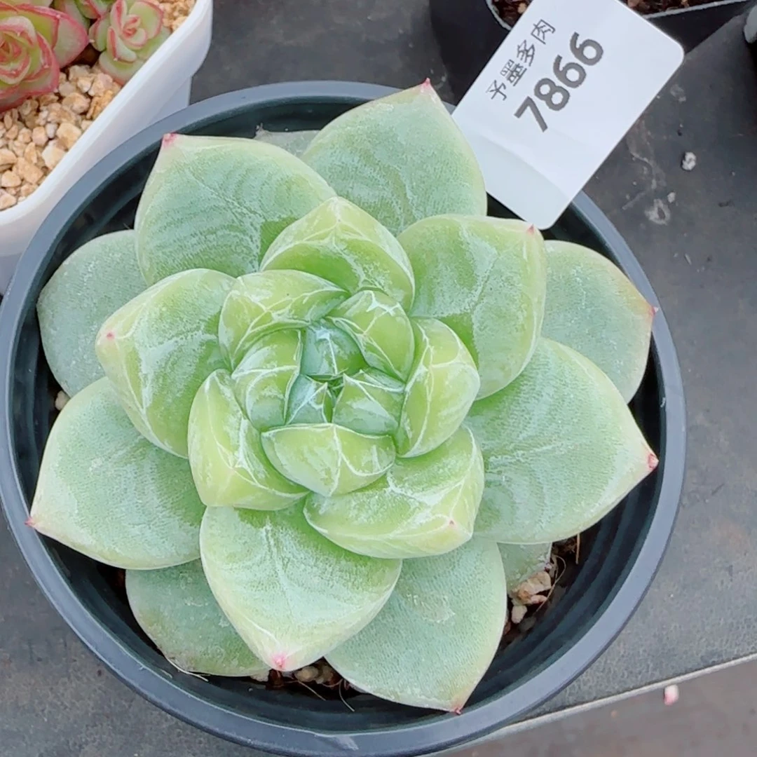 白泽珍妮，7866多肉植物