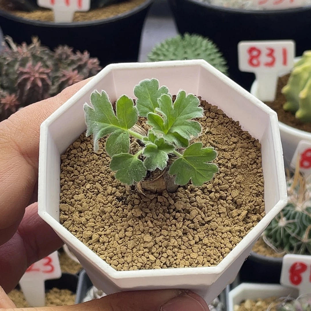 实生红花洋葵 带盆土包邮