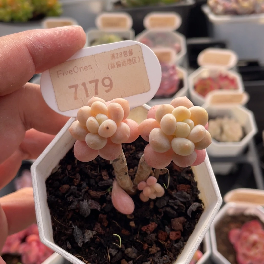 鱼子酱7179-5厘米