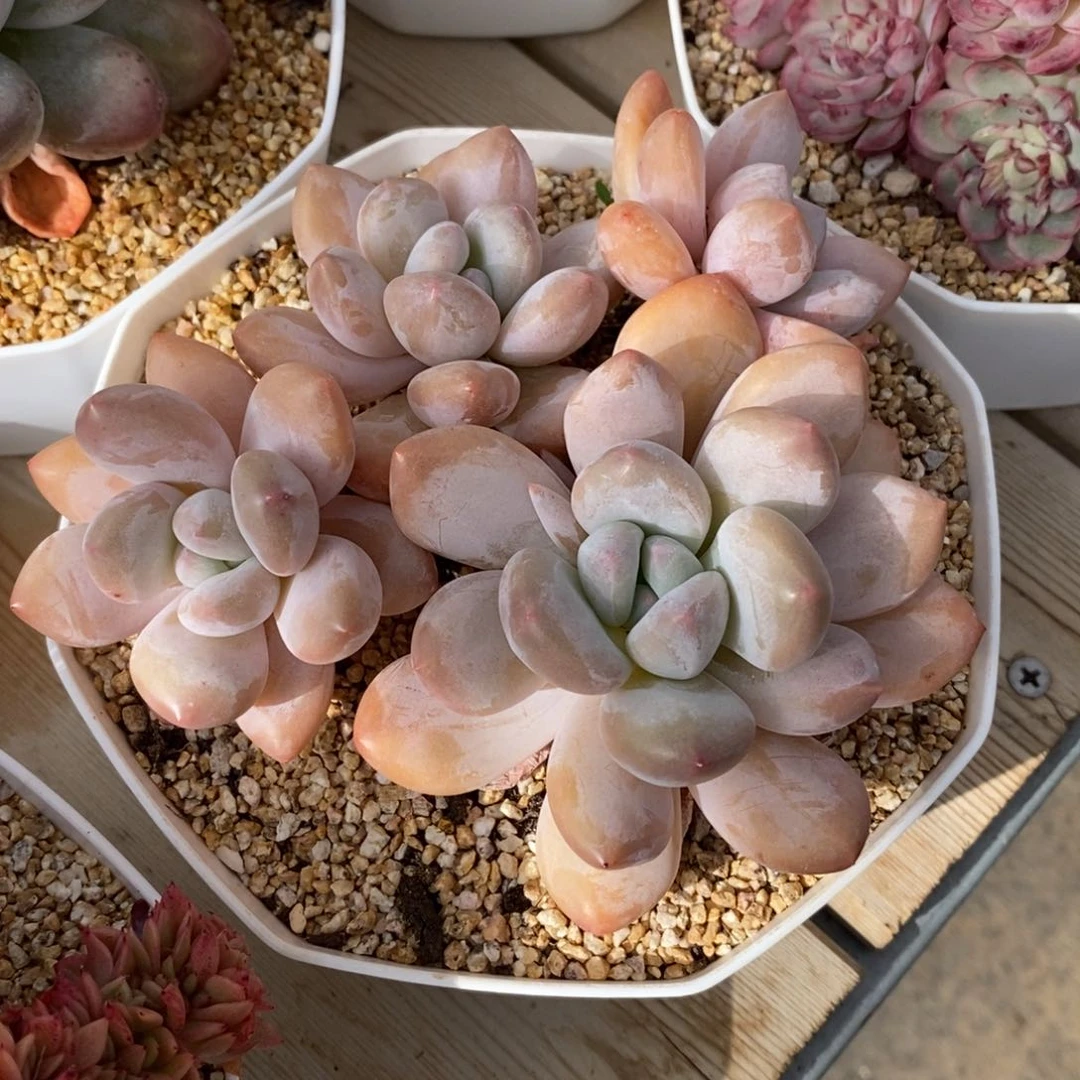 自助下单一物一拍多肉，下滑有惊喜