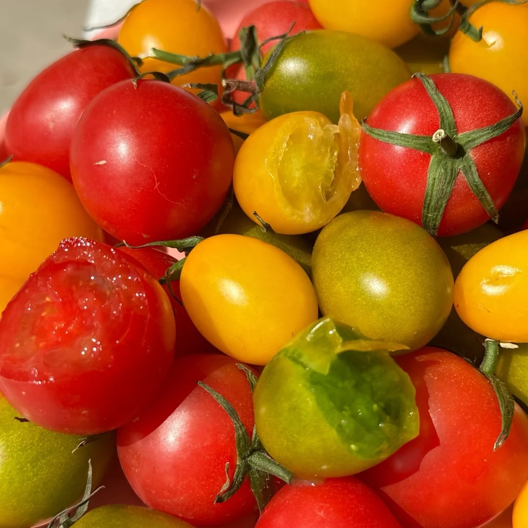 三色混装小糖丸千禧果：500克