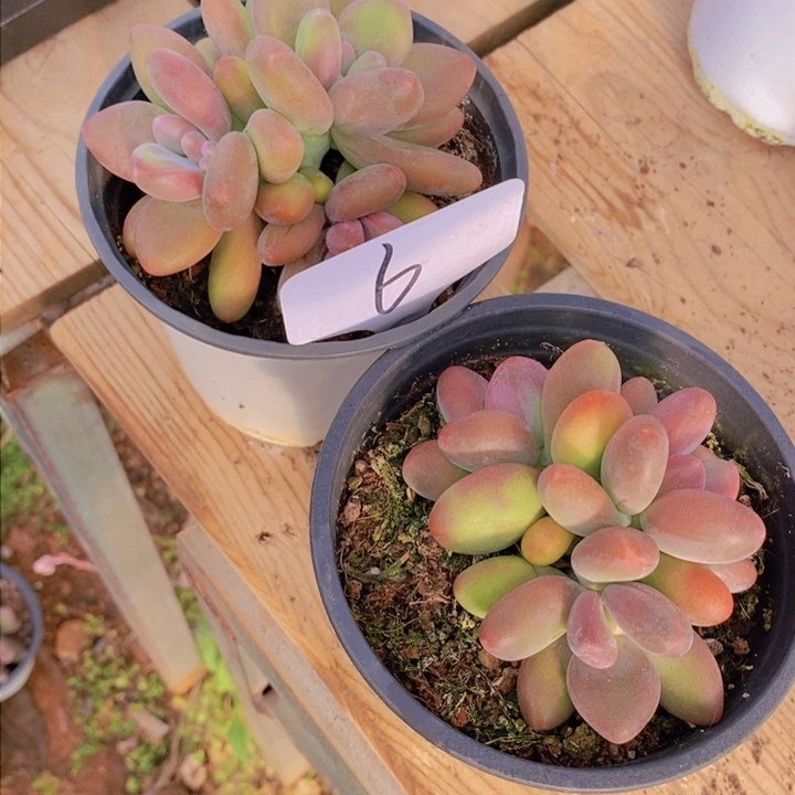 这个点就不应该喝牛