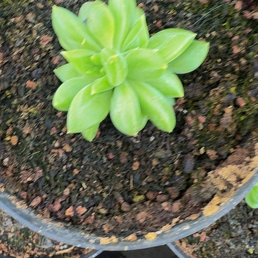 黄牵手 叶插 一物一拍