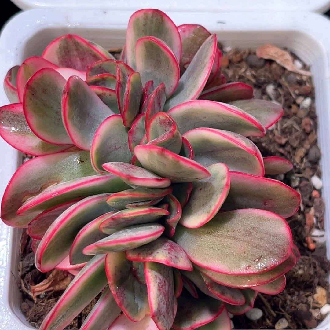 多肉特价大叶瑞蝶锦缀化