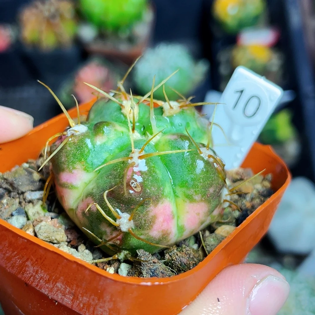 非偏远地区满25包邮仙人球裸根