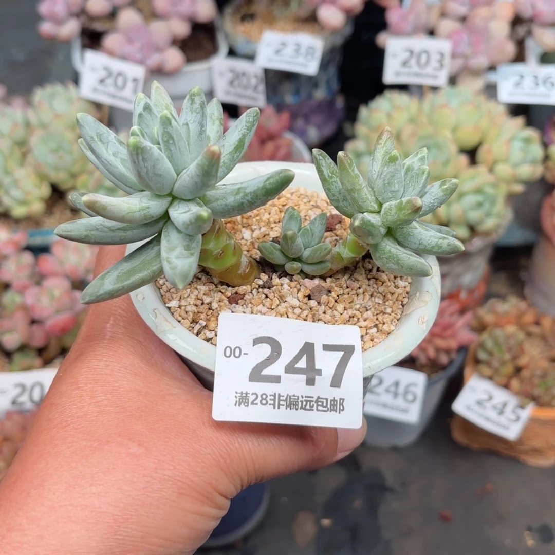 乌拉克拉多肉多肉多肉