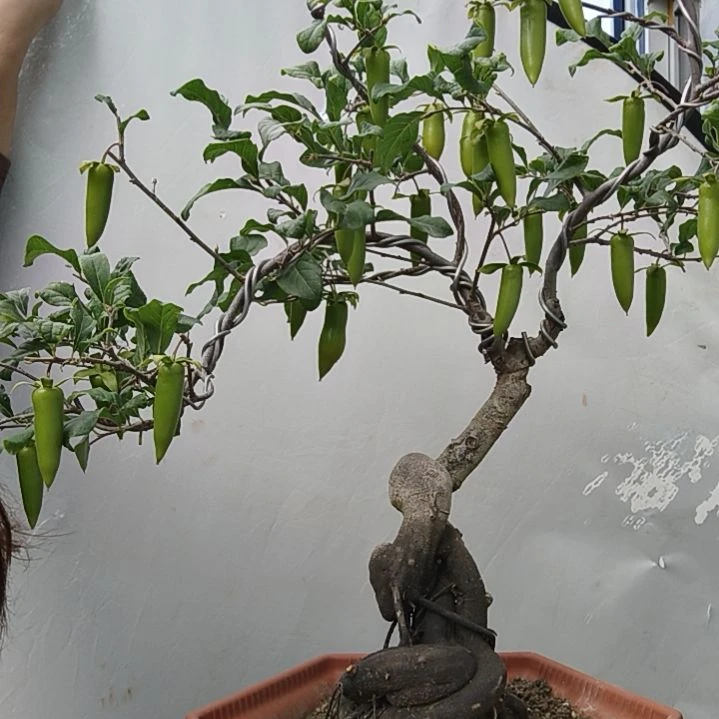 大***好完全开放老鸭柿子