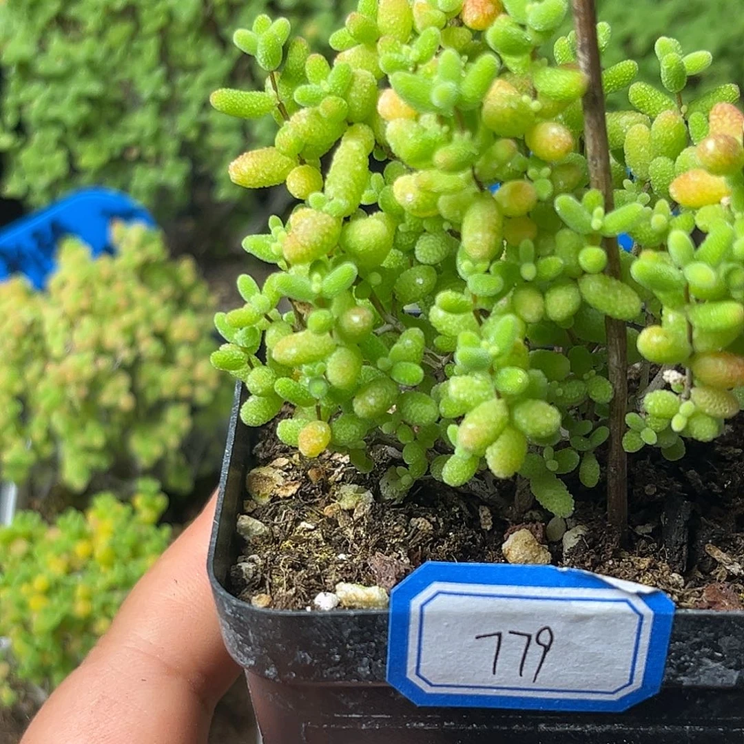 779蜜桔。