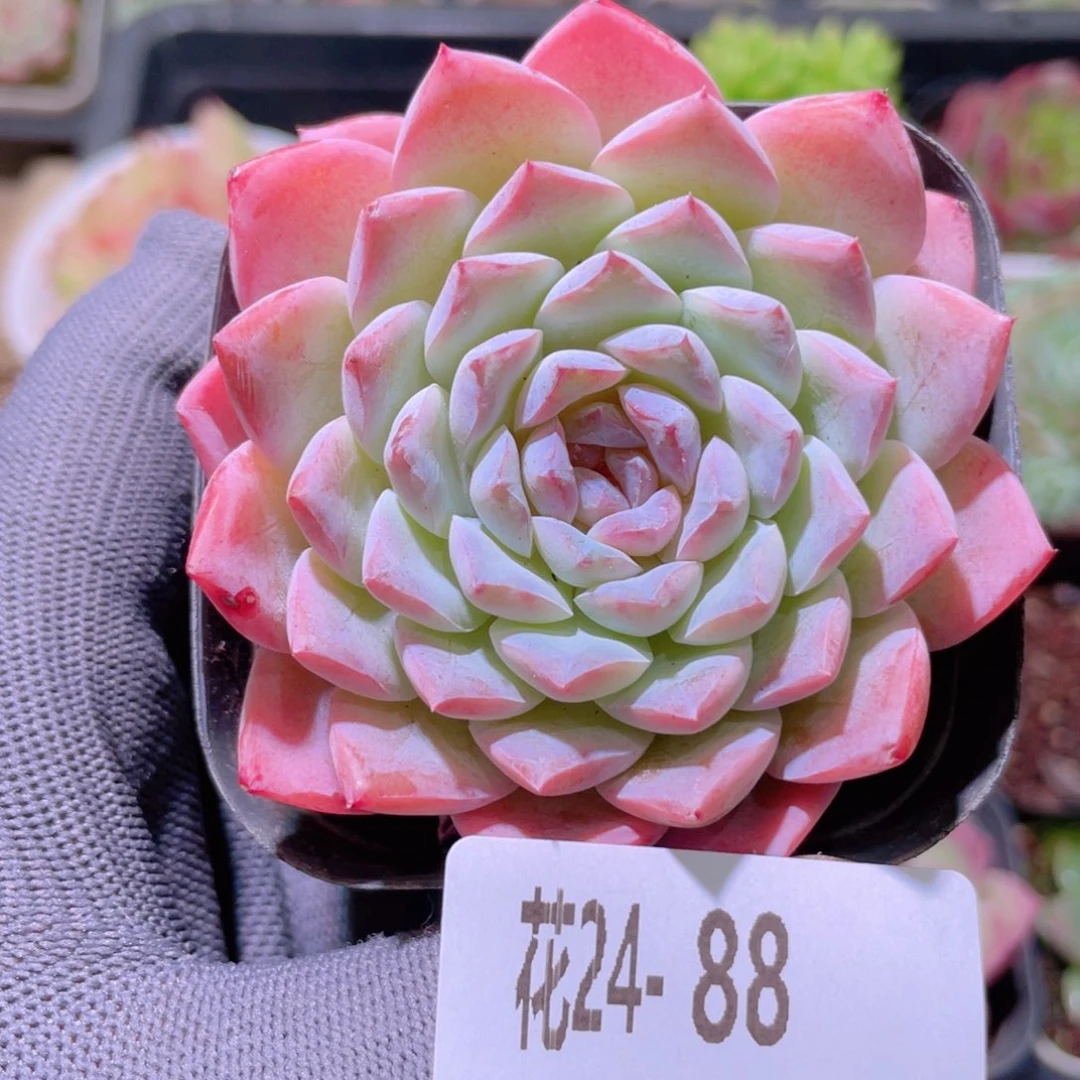 花利美24-88新品