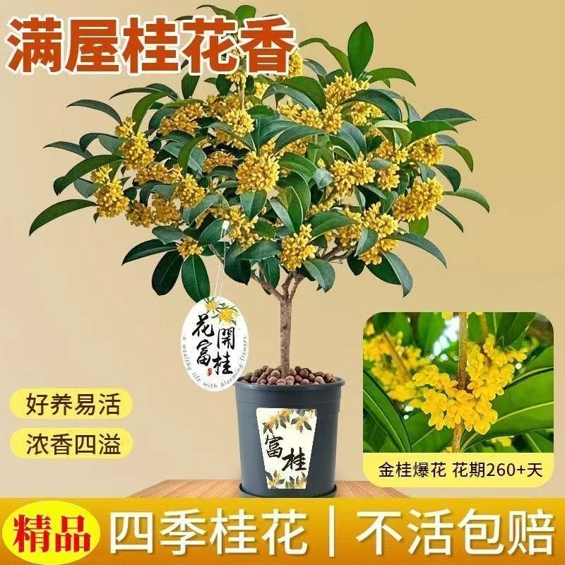 正宗四季桂花树月月桂花盆栽浓香型绿植室内四季好养活水培桂花苗