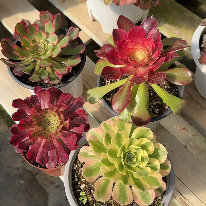 法师多肉植物小苗