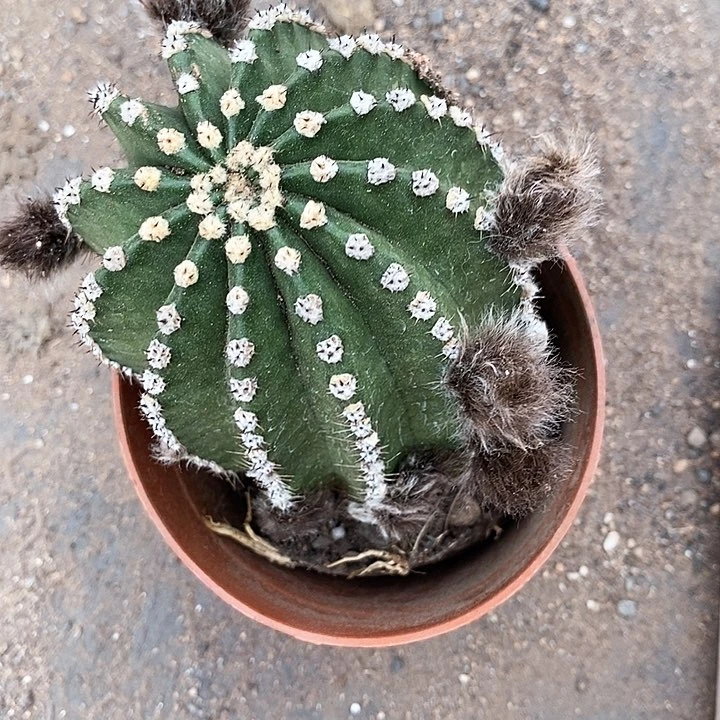 激流瑕疵仙人球368990