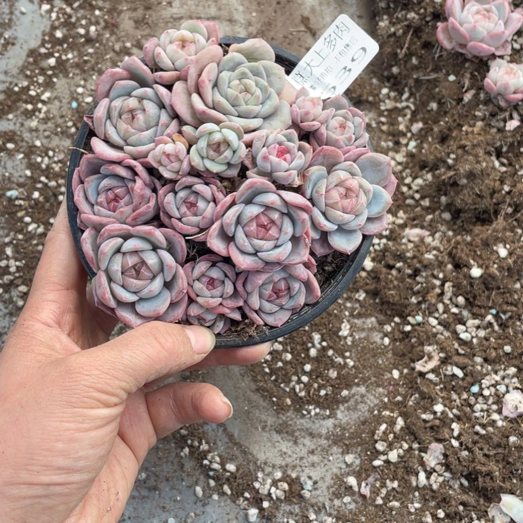 娟***梓糕大上多肉植物639