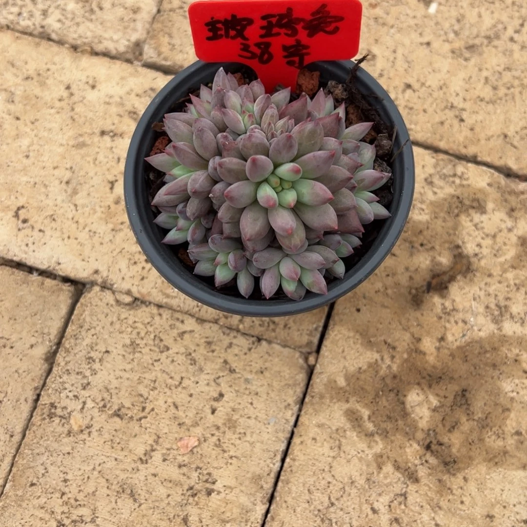 玻***兔玻璃兔38寄养。