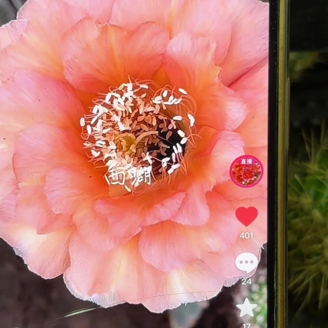 温柔彩金刚侧牙20包邮13