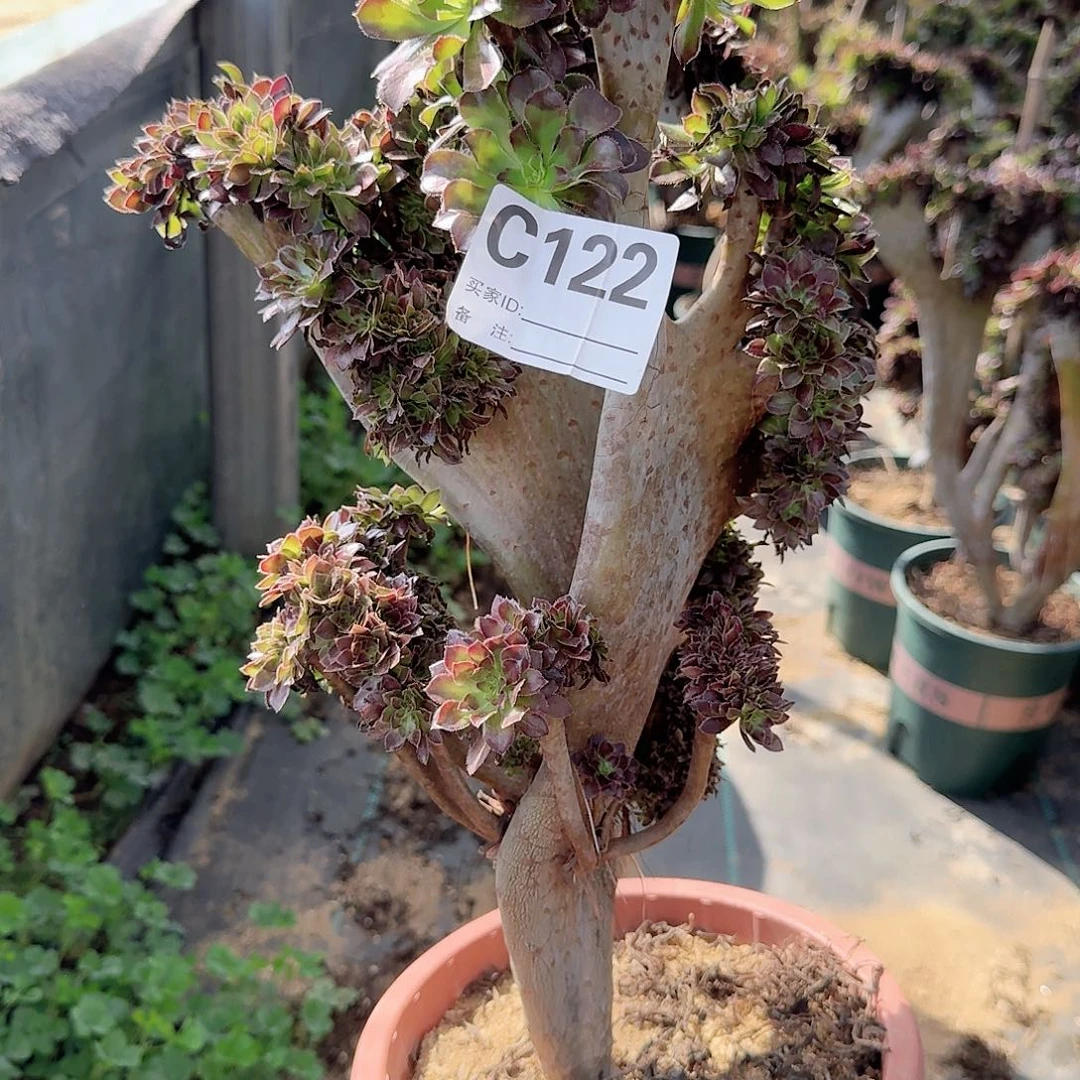122黑法师一颗呀呀呀呀