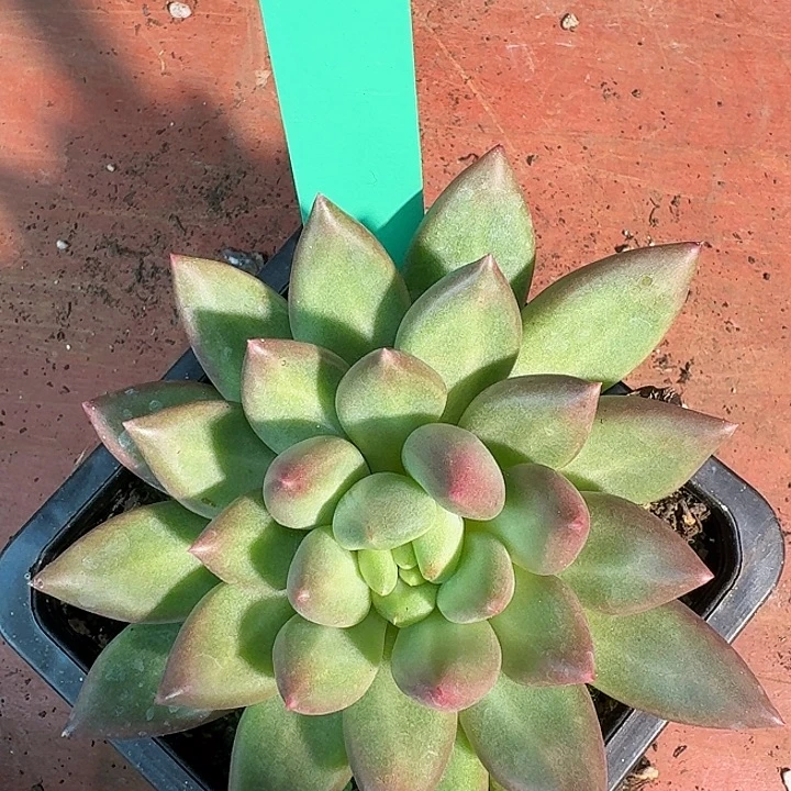 没****桔云多肉美人系列050