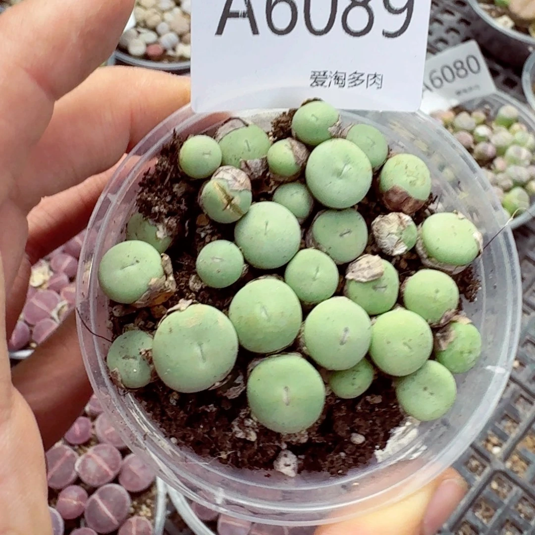 6089—生石花 生石花