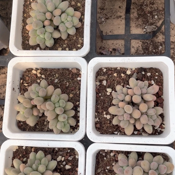 桃花奶随机发满18包邮