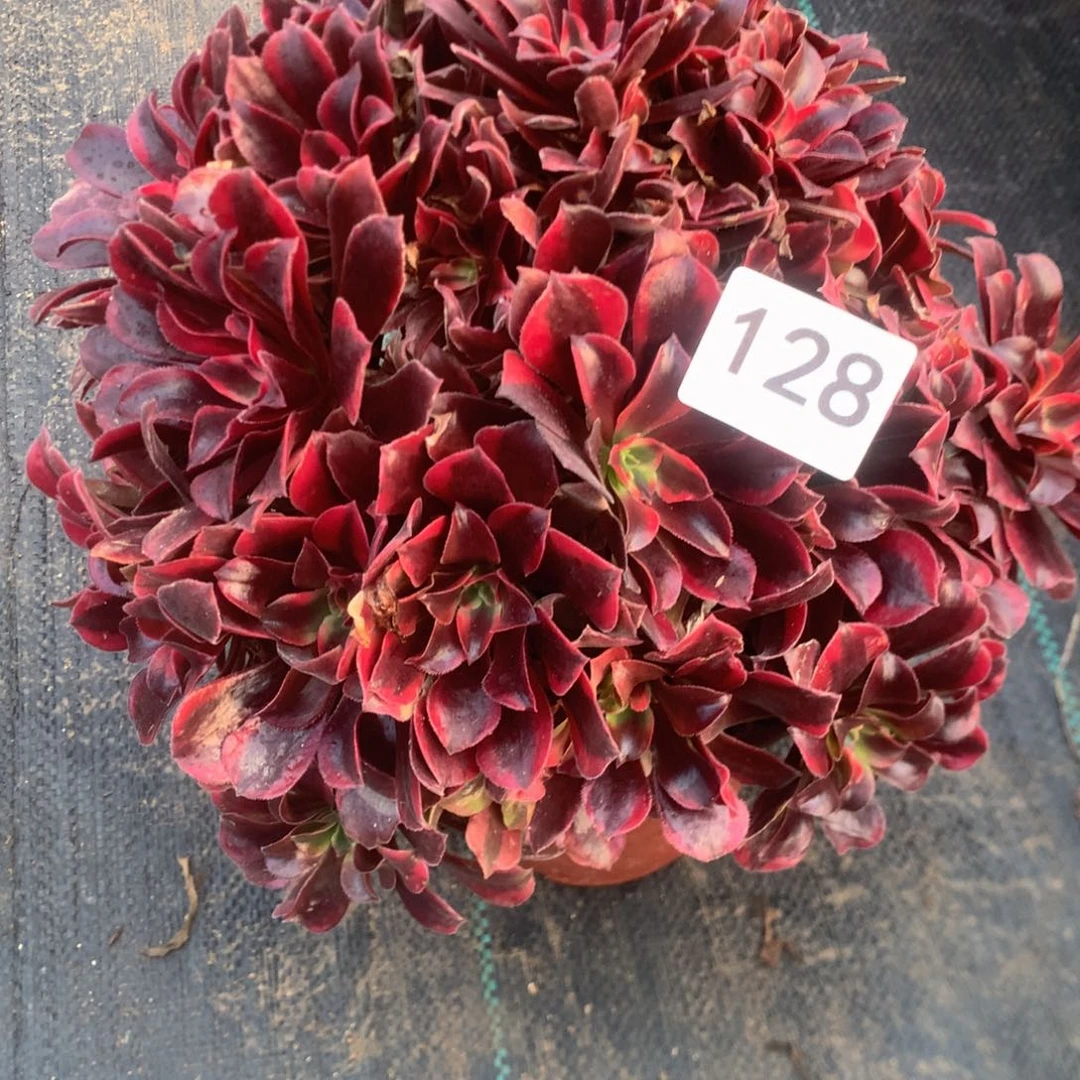 茉***了128蒙娜多多肉植物