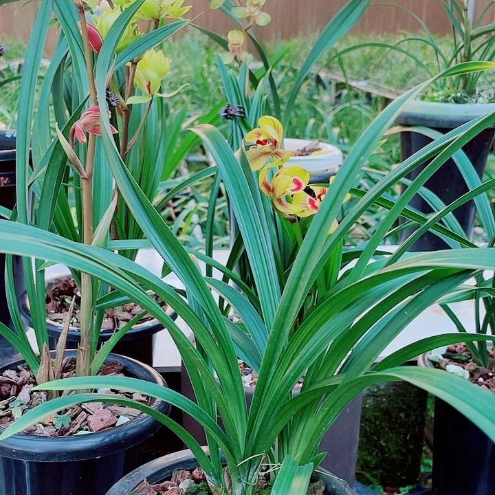 小***仔完全开放一物一漂亮开花