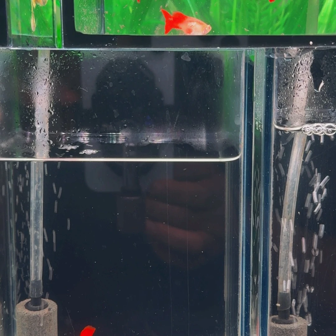 蓝***阳孔雀鱼红头通背缎带1对