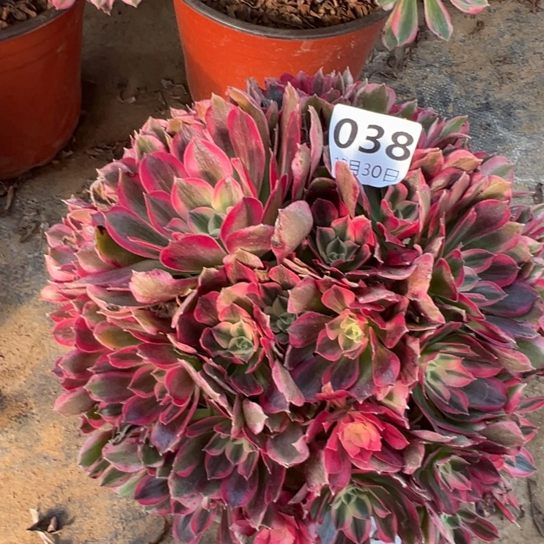 末***末12.30/38男神多肉