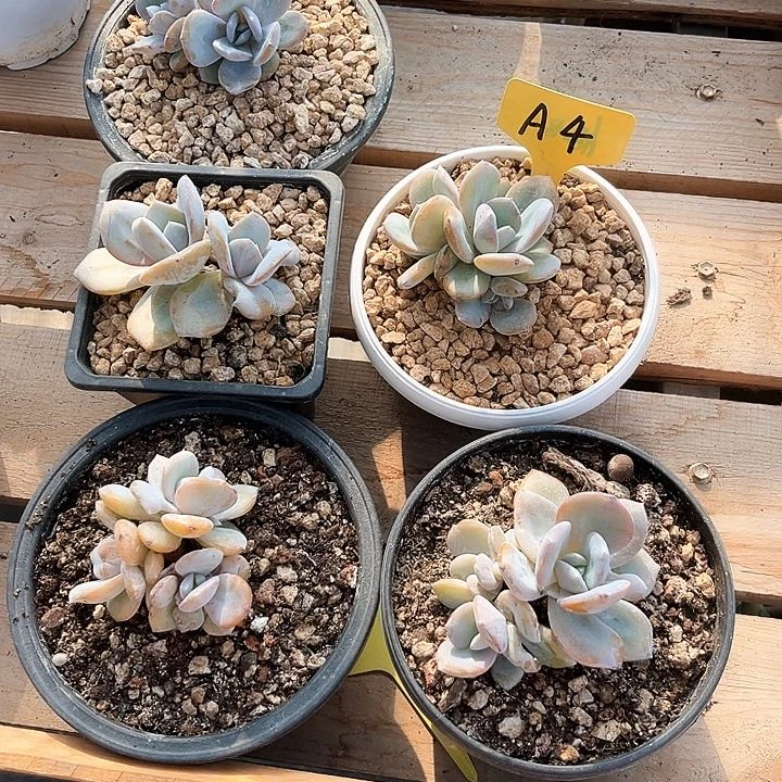 奶茶4号码牌子的话题了解