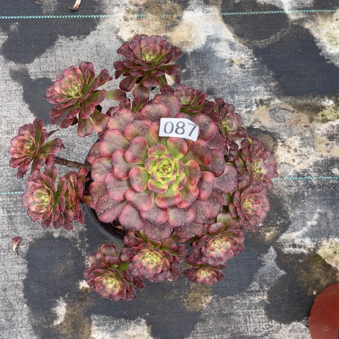 粉体美姬多肉植物