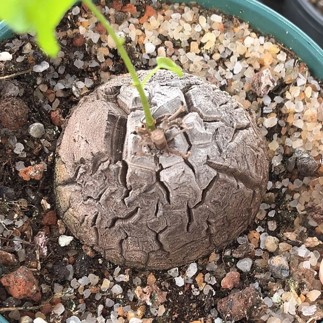 潮流植物黑皮南非龟，6.1公分