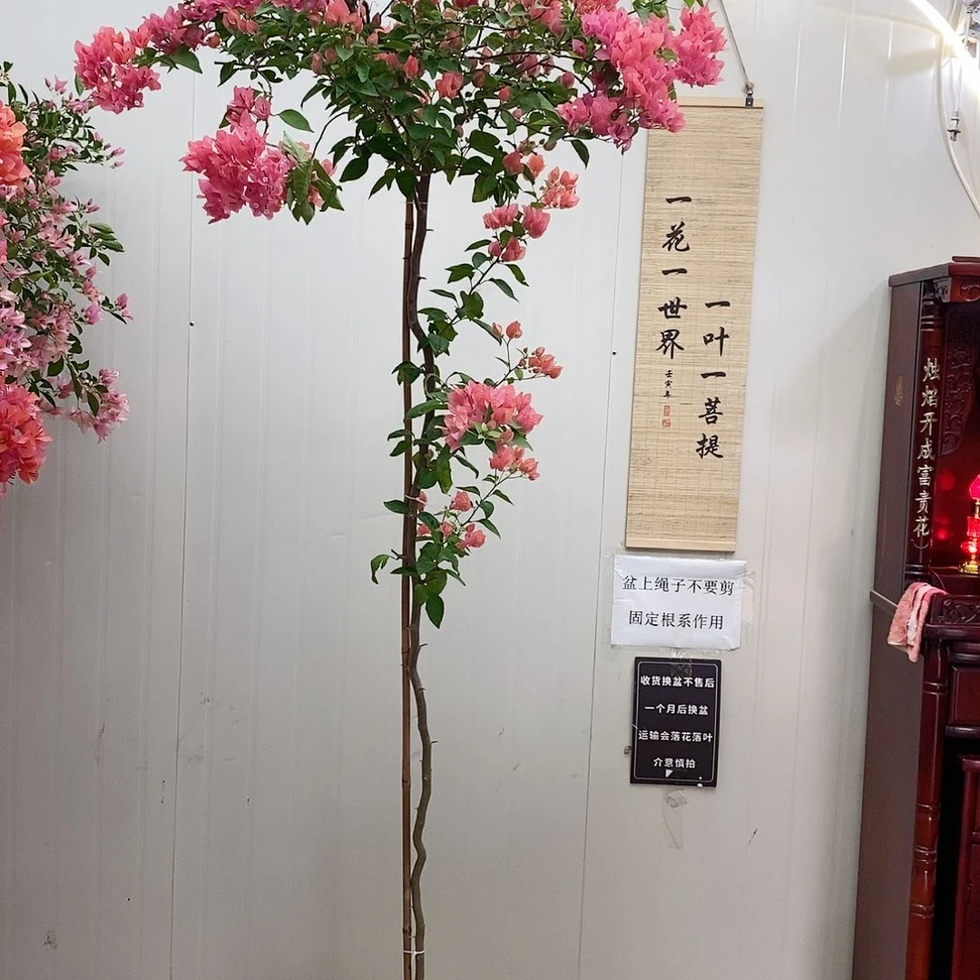 大部分花苞少量开放