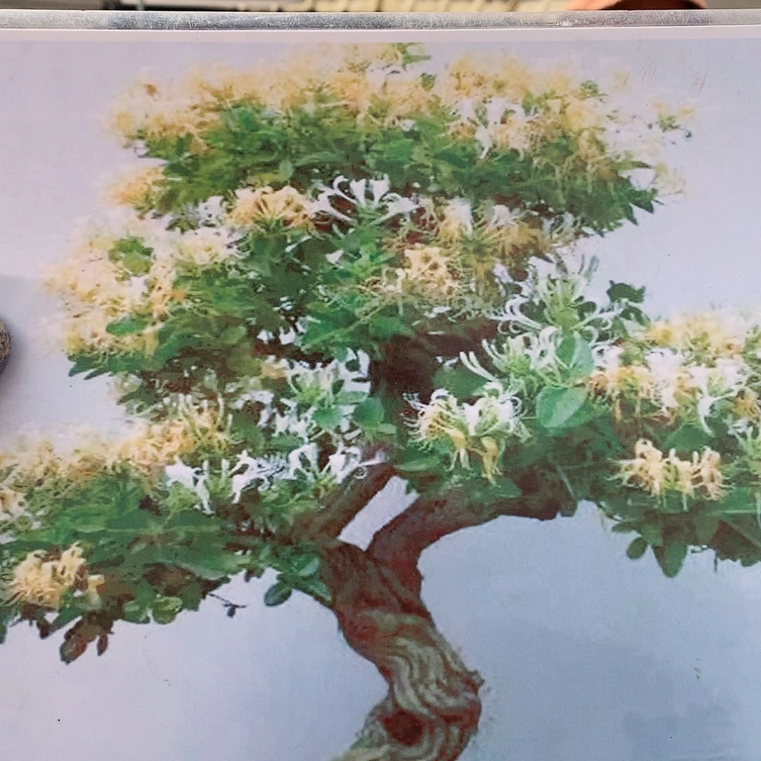 金银花2556588888888888