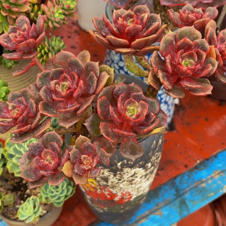 老桩精品肉肉大红袍