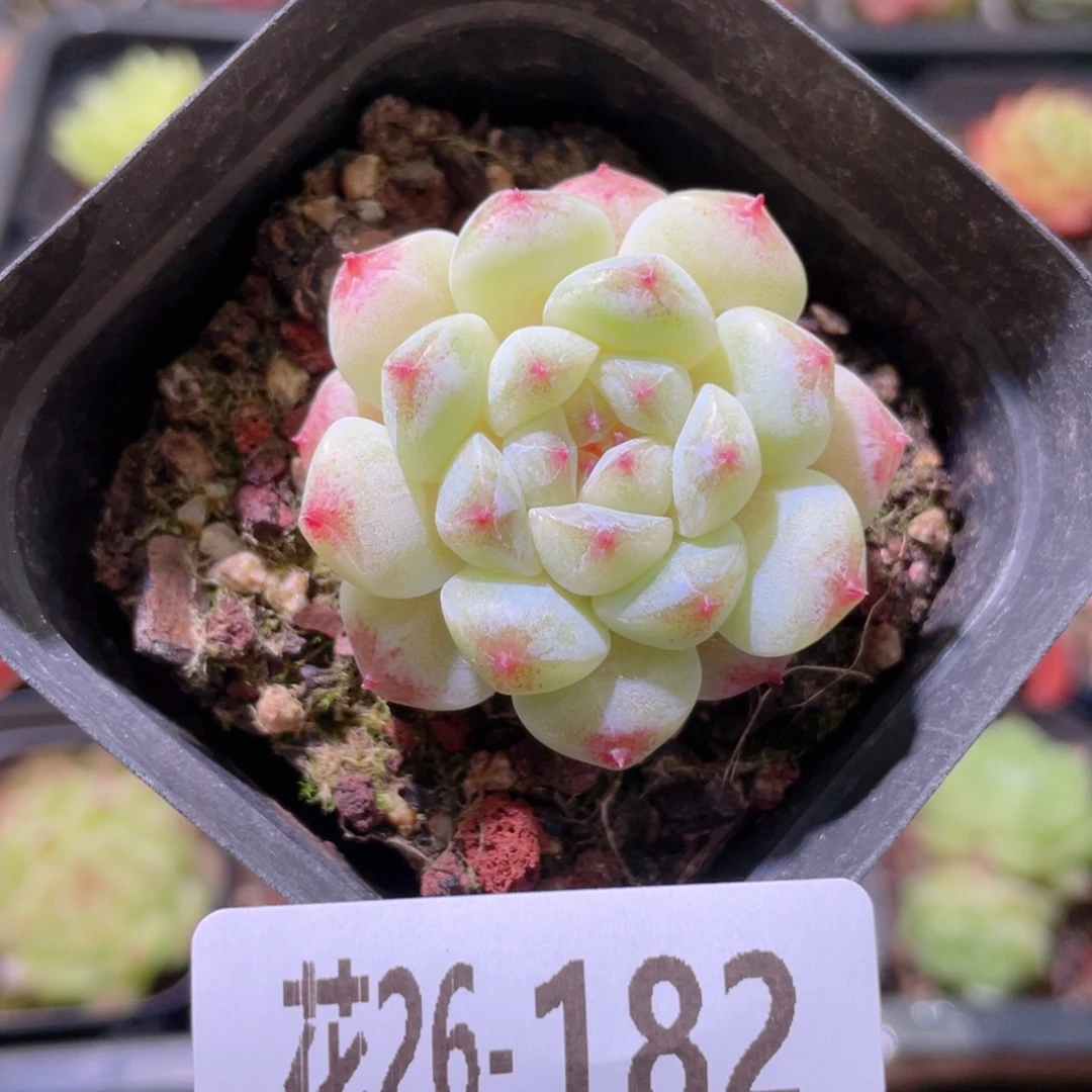 花利美26-182秘境冰魄