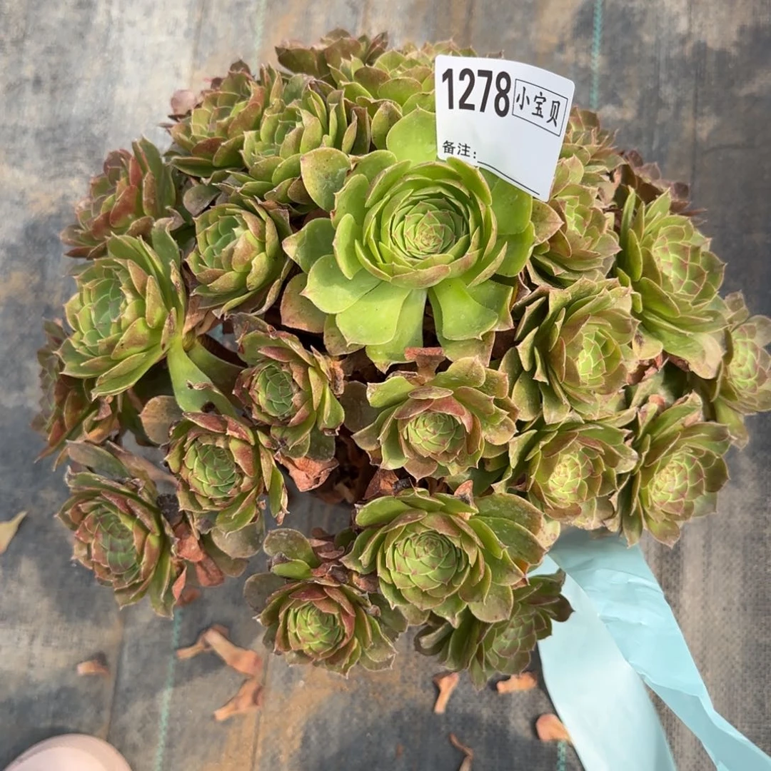 1278多肉万圣节多肉多肉