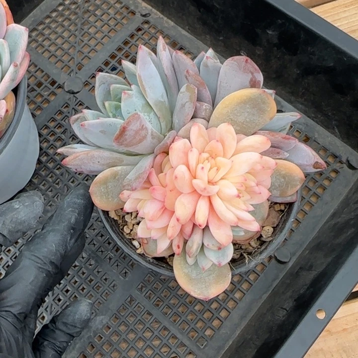 10厘米左右一物一拍的