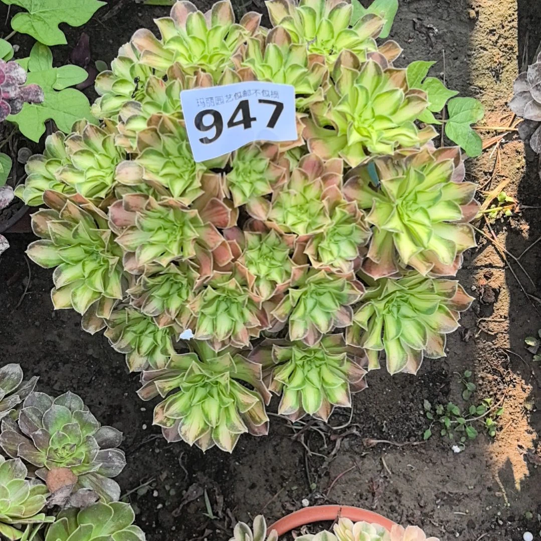 947韶华花花外卖法师
