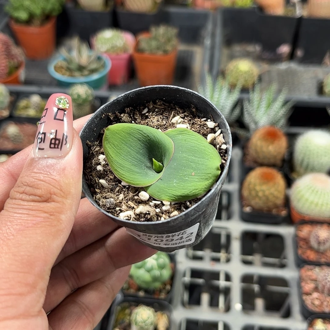 艳镜单头发货单头发