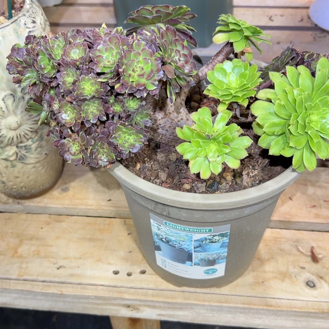 花脸粉黛缀化老桩全朵朵微瑕
