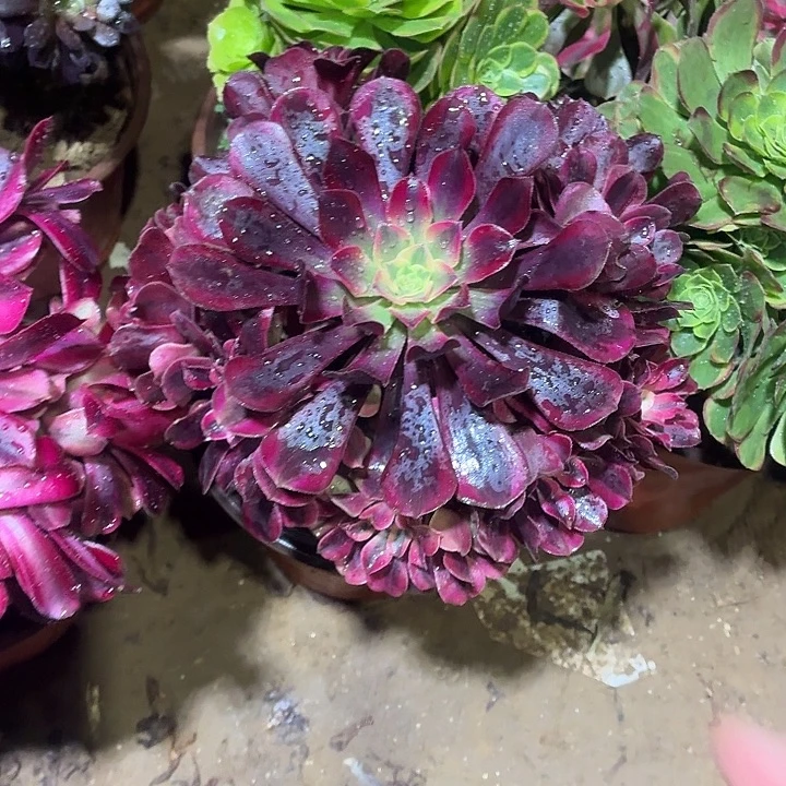 美杜莎一颗脱土发货9.9