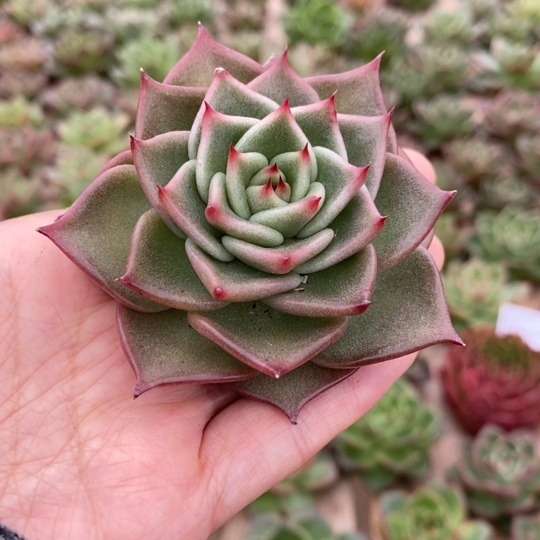 无花朵167 号东云系多肉植物