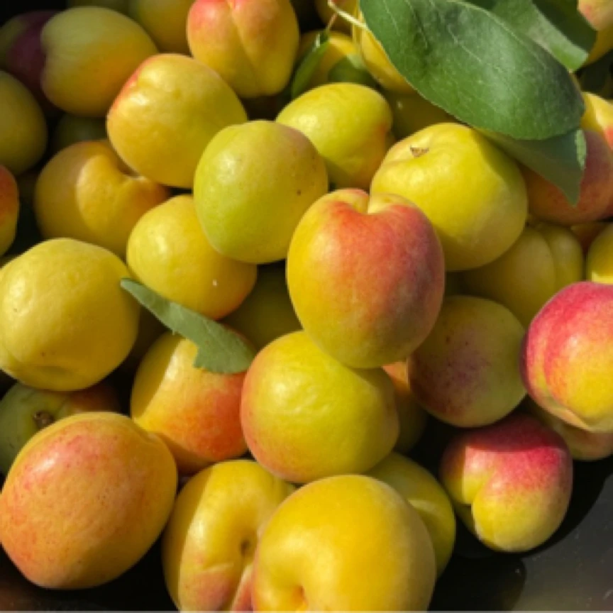 宁县曹杏 3 斤，顺丰包邮，新鲜采摘