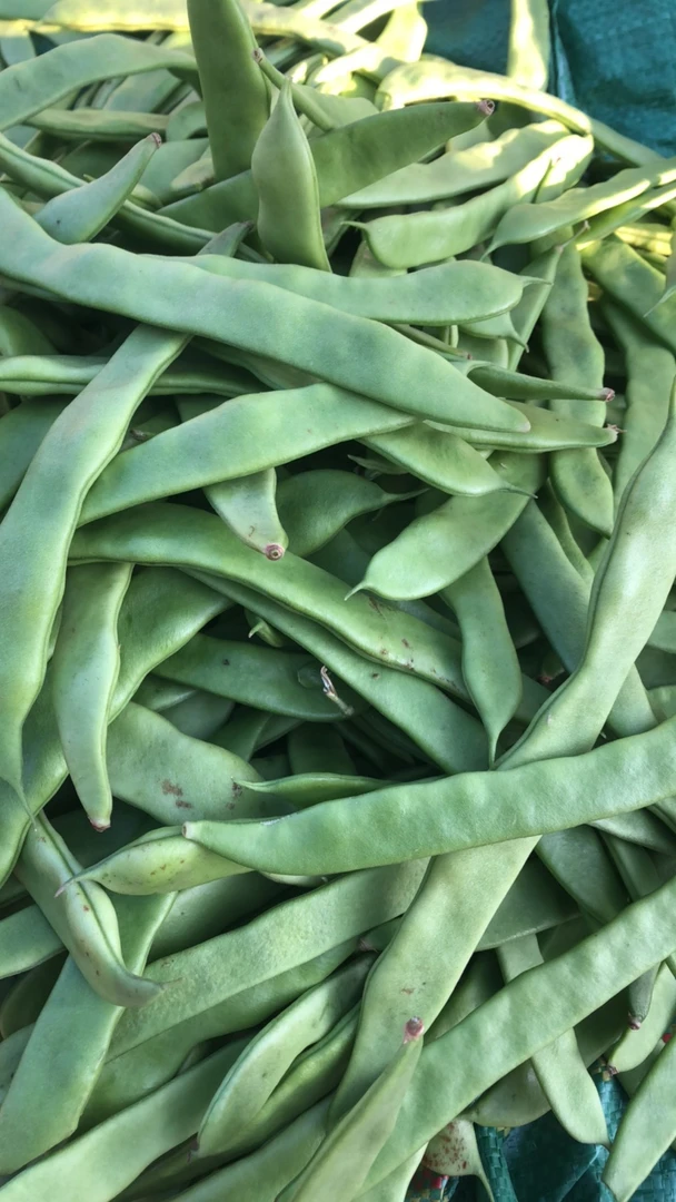 云南新鲜刀豆露天采摘无筋刀豆