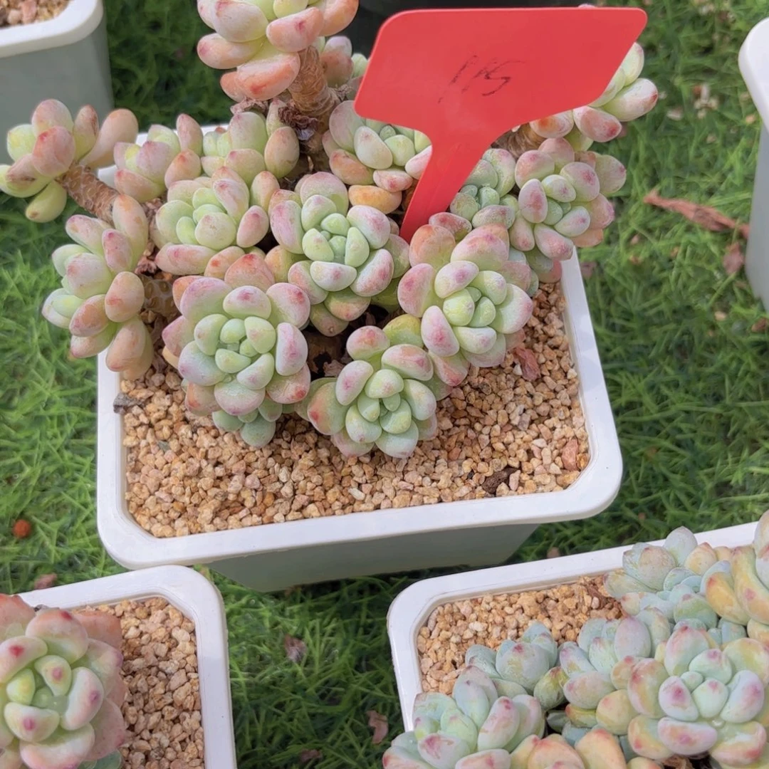 静***在我的小可爱们都好可爱