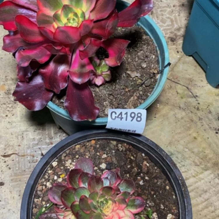 【闪购商品】4198两棵多肉