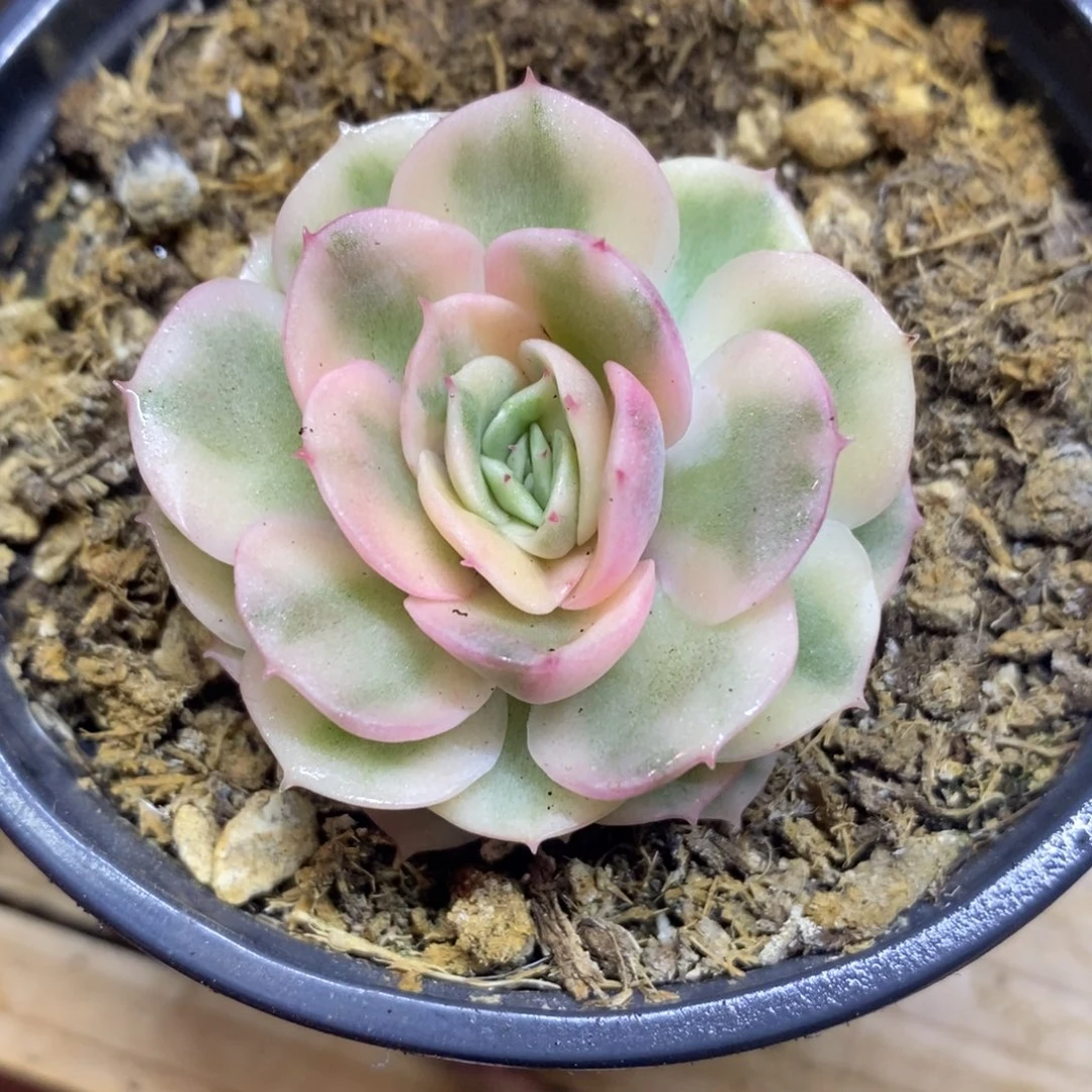 江**辉华辉 多肉植物