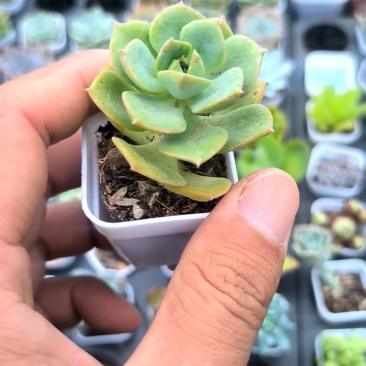 妮可沙拉，满5元包邮