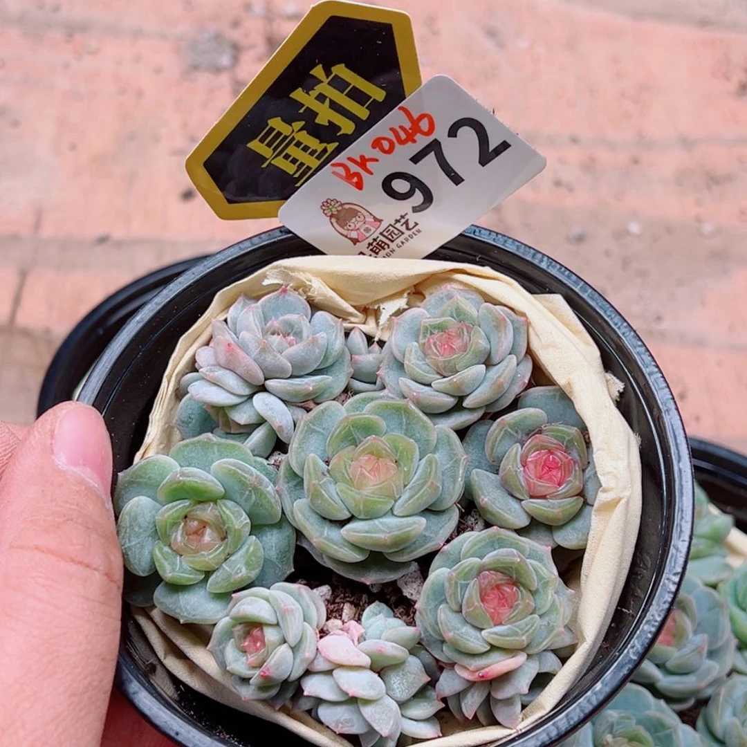 当前无花朵，栽培后可花朵